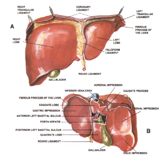 Resim 8. Karaciğerin anterior ve inferior yüzleri (12). Facies diafragmatika: Büyük olan bu yüz baktığı yönlere göre bölümlere ayrılır. Pars süperior, diyafragmatik fasiyanın üst kısmıdır.