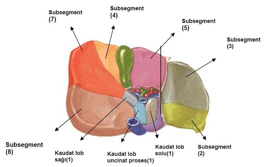 Resim 9. Karaciğerin segmenter anatomisi (22). Resim 10.