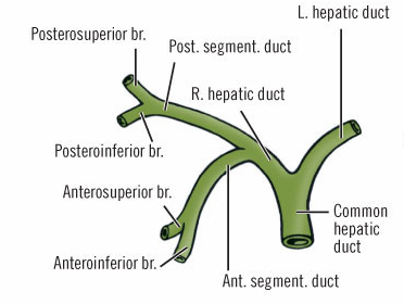 Karaciğerin Bilier Sistem Anatomisi: Hepatositler tarafından salgılanan ve safra kanaliküllerine aktarılan, ardından küçük interlobüler safra kanallarına ve daha sonra geniş toplayıcı safra