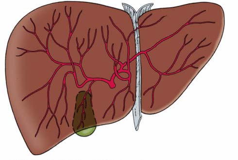 2.4.Karaciğerin Vasküler Anatomisi ve Varyasyonları 2.4.1.