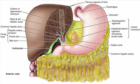 Resim 17. Portal triad ve portal triadın çevresini saran hepatoduodenal ligament (16). Sağ portal ven dalları, sağ hepatik kanal ve sağ hepatik arterin dağılım paternini izler.