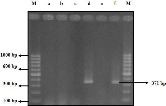 Simptomolojik bazı gözlemlerin ardından yapılan RT-PCR çalışmasında CEVd etmenine özgü CEVd-FW/RE primer çifti (Önelge, 1997) kullanılarak, Örnek-1 ve Örnek-2 domates bitkilerinin CEVd etmeni ile