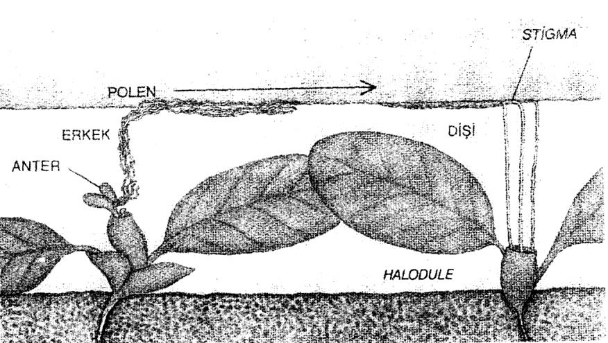 Tozlaşma farklı çiçekler arasında olduğuna göre polen tanelerinin dişi organ üzerine ulaşmasını sağlayacak bir takım etkenler olmalıdır. Bunlar iki grupta toplanabilir: 1. Doğal etkenler 2.