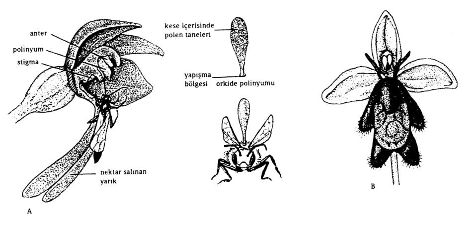 alt dudağı üzerine konar ve nektar almak için uzattığı hortumu ile, plak şeklini almış verimsiz tekaya dokunur ve böylece anteri oynağı çevresinde döndürür.