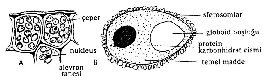 ENDOSPERMANlN SİTOLOJİSİ Bitkilerin çoğunda endosperma başlangıcında triploittir çünkü üç haploit nukleusun birleşmesiyle oluşur.