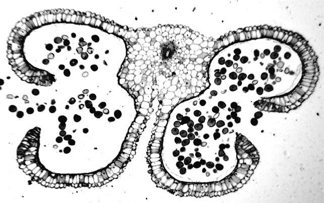 Erkek gametlerin oluşmasında rolü olan polen taneleri anterlerde meydana gelir. Angiospermlerin çoğunda (190 familyada) tipik bir anter dört mikrosporangiyum içerir.