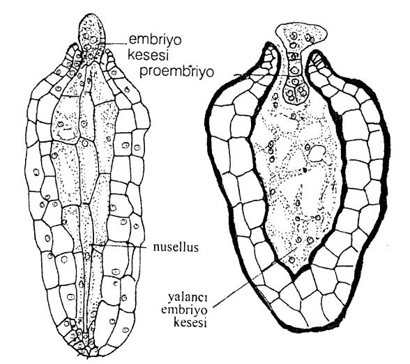 Şekil 87. Indotristicha ramosissima'da yalancı embriyo kesesi olgun oluşumu. A. embriyo kesesi. B. Proembriyo ve nusellus hücrelerinde parçalanma.
