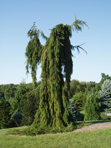 Picea abies (Avrupa