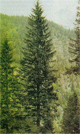 Picea