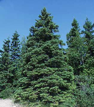 Picea glauca (P.