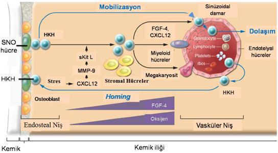 Şekil 2.4. Vasküler ve endosteal niş (78) Vasküler niş hematopoetik kök ve progenitör hücrelere hormon, besin, oksijen ve büyüme faktörlerince zengin bir ortam sağlayarak HKH fonksiyonlarını düzenler.