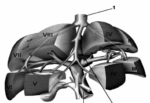 fiekil 6: Normal hepatik ven anatomisi (Chirurgische anatomie / 1999) ntrahepatik ve Ekstrahepatik Biliyer Anatomi ntrahepat k Biliyer Anatomi ntrahepatik safra yollar, cidars z safra kapillerinden