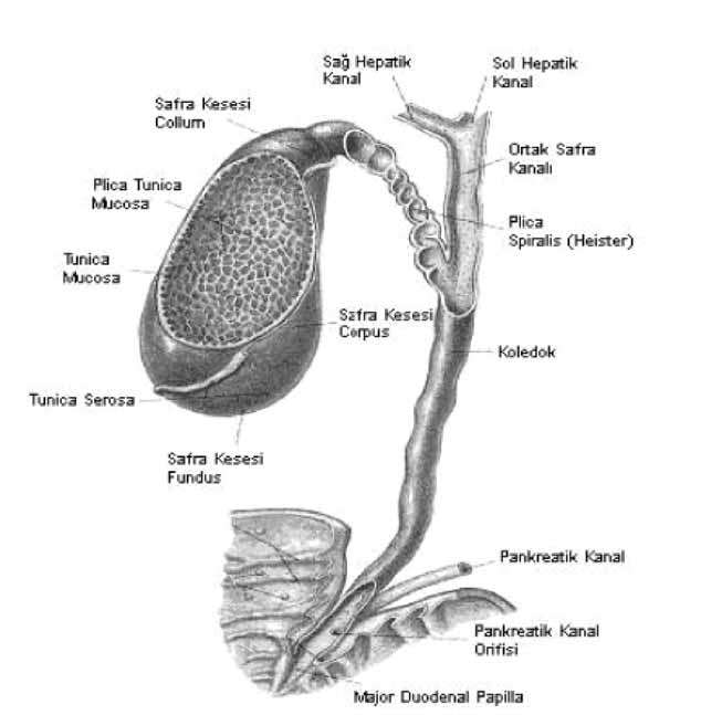 1. Supraduodenal bölüm: Ligamentum hepatoduodenale parças içindedir. 2. Retroduodenal bölüm: Duodenum birinci k sm arkas nda bulunan bu parçan n posteriorunda VC bulunur. Uzunlu u 1.5-2 cm.dir. 3.