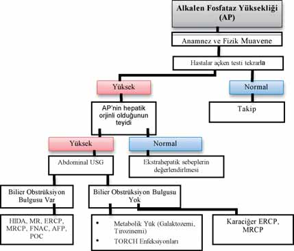 fiekil 3: Alkalen fosfataz düzeylerinin yafla ba l de iflimleri (erkek, kad n) ALP düzeylerinde yafla ve cinsiyete ba l de ifliklikler görülmektedir (fiekil 3).