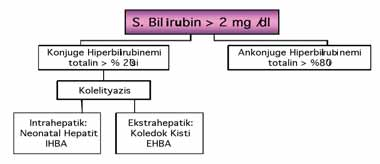 Albumine s k ba lanmas nedeniyle serumdan temizlenme h z albuminin yar ömrüne yak nd r.