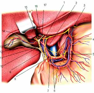 fiekil 2: Normal anatomi (Chirurgische anatomie 1999) 1. A. Hepatica Sinistra 2. A. Hepatica Propria 3. A. Hepatica Communis 4. A. ve V. Gastrica Sinistra 5. Truncus Coeliacus 6. A. ve V. Gastrica Dextra 7.