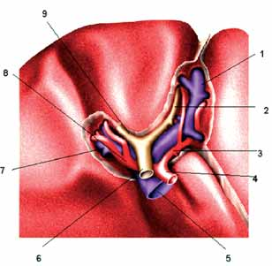 fiekil 3: Hilar düzlemin normal anatomisi (Chirurgische anatomie, 1999) 1. Vena Porta'n n Sol Dal 2. Ductus Hepaticus Sinister 3. A. Hepatica Sinistra 4. A. Hepatica Propria 5. Vena Porta 6.