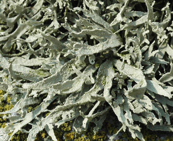 43 2.2.4. Ramalina polymorpha (Lilj.) Ach. Tallus 3 6 cm, dik durumlu ya da ± yatık, dağınık öbekler halinde veya sıklıkla yoğun çimenlikler oluşturur, koyu yeşildir.