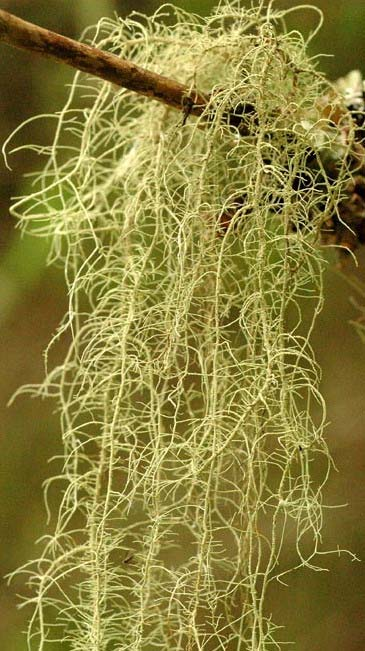 44 2.2.5. Usnea filipendula Aggr. Sinonim: Usnea dasypoga (Ach.) Röhl, U. flagellata Mot. Ağaçların dallarından aşağıya sarkan çalımsı bir liken türüdür.