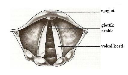 ġekil 2: Larinks giriģinin anatomik yapısı Trakea 6. Servikal vertebra hizasında, tiroid kıkırdak düzeyinde baģlar, tübüler bir yapıdadır.