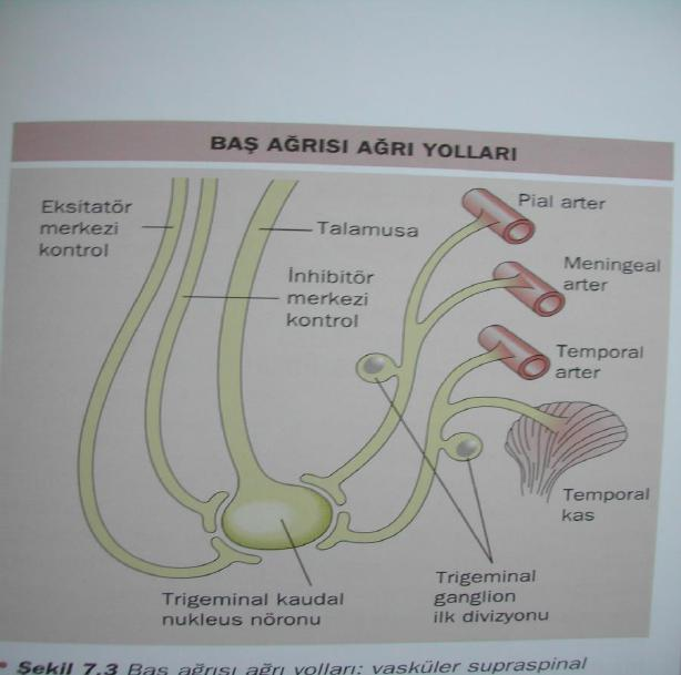GERĠLĠM BAġAĞRISI Patogenez - Periferik mekanizmalar (episodik tip) (baş boyun bölgesi kasları ) - Santral mekanizmalar (kronik tip) (endojen ağrı
