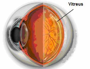 Camsı Humor (Humor vitreus) Göz merceği ile retina arasındaki boşluğu dolduran sıvı olup bu sıvıya camsı humor denir. Retina ile mercek arasında olup göz küresi boşluğunun arka kısmını doldurur.