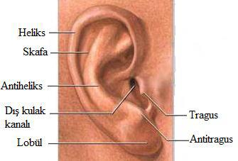 Kulak Kepçesi (Aurcula) Kulak kepçesi, başın iki yanında çene ekleminin arkasında bulunur. Huni şeklinde kıvrılmış girinti ve çıkıntılar gösterir. Kıkırdak dokudan yapılmış ve deri ile örtülmüştür.