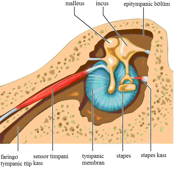 Orta Kulak (Auris Media) Temporal kemik içinde yer alan ve kulak zarından sonra gelen bölümdür. Orta kulağın iç yüzeyleri mukoza ile kaplıdır ve hava bulunduran boşluklardan oluşur.