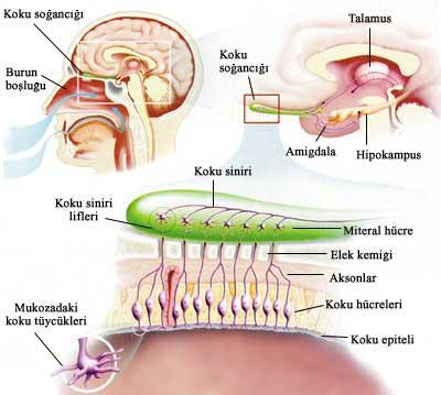 Destek Hücreleri Koku epiteli çoğunlukla silindirik epitel hücrelerdir. Komşu hücrelerle bağlantıyı sağlar. Destek hücreleri, koku hücrelerinin beslenme ve diğer destek işlevlerini yerine getirir.