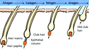 içerir. Tomurcuktaki matriks, sebaköz glandları bu kök hücreler oluģturur. Bu nedenle bulge bölgesinin hasarı kalıcı alopesiye neden olabilir.