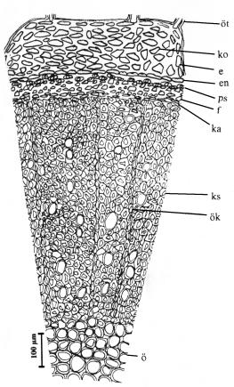 Şekil 5. Stachys palustris kök enine kesiti; aer: Aerenkima, pd: Periderm, en: Endoderma, f: Floem, ka: Kambium, ks: Ksilem, ök: Özkolu Tablo 2. S. palustris kök anatomisinin metrik ve meristik özellikleri Karakterler En (µm) Boy (µm) Hücre Sırası Min.