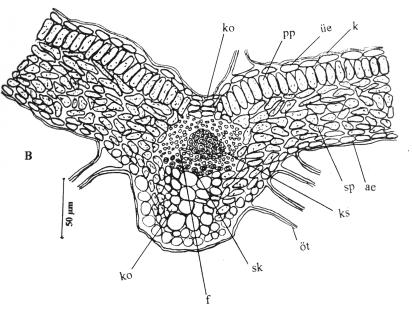 Tablo 3. S. palustris gövde anatomisinin metrik ve meristik özellikleri Karakterler En (µm) Boy (µm) Hücre Sırası Min. Mak. Min. Mak Kütikula H. 5.5 7 - - - Epiderma H. 11 39 17 25 - Kollenkima H.