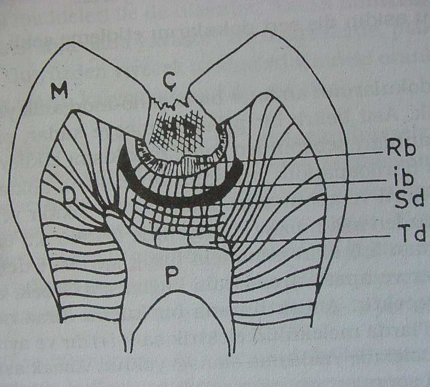 metabolik artık oluşturma olasılıkları yoktur. Bunun nedeni, bu bölgedeki oksijen, nem ve besin maddelerinin mikroorganizmaların üremeleri için yetersiz oluşudur.