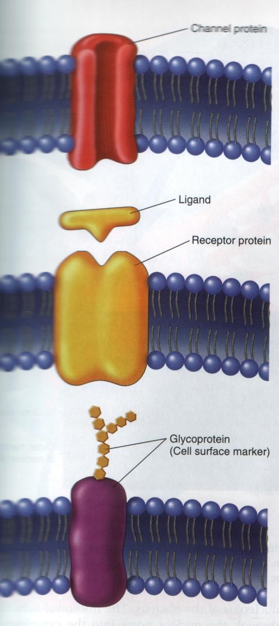 Ligand Kapılı