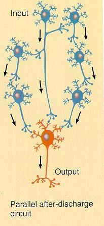Parallel After-discharge Devre (Ayrılan Birleşen) Tek bir pre-sinaptik nöron ortak bir post-sinaptik nöronla sinaps yapan bir grup nöronu uyarır.