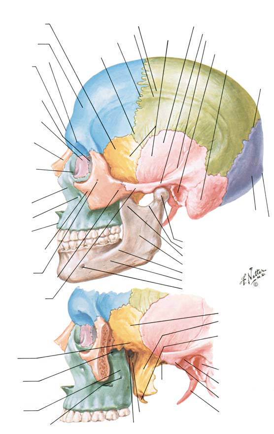 BÖLÜM I LEVHA 2 Kafatas n n Ön ve Yandan Görünümleri (Devam ) Sfenoid kemik Parietal kemik Temporal kemik Büyük kanat Üst temporal hat Skuamöz parça Alt temporal hat Temporal Zigomatik Koronal sütür