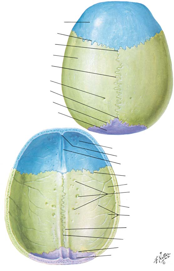 BÖLÜM I LEVHA 4 Kalvaria Kalvaria Yukar dan görünümü Frontal kemik Koronal sütür Bregma Parietal kemik Sagital sütür Parietal foramen (emisser venler için) Lambda Lambdoid sütür Oksipital kemik