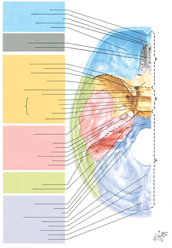BÖLÜM I LEVHA 6 Kafatas Taban n n Kemikleri, Belirleyici Noktalar ve Delikleri Kafatas taban n n iç yüzeyi, kendisine bitiflik beyin bölümlerinin biçimlerine uyan bir flekil kazanm flt r.