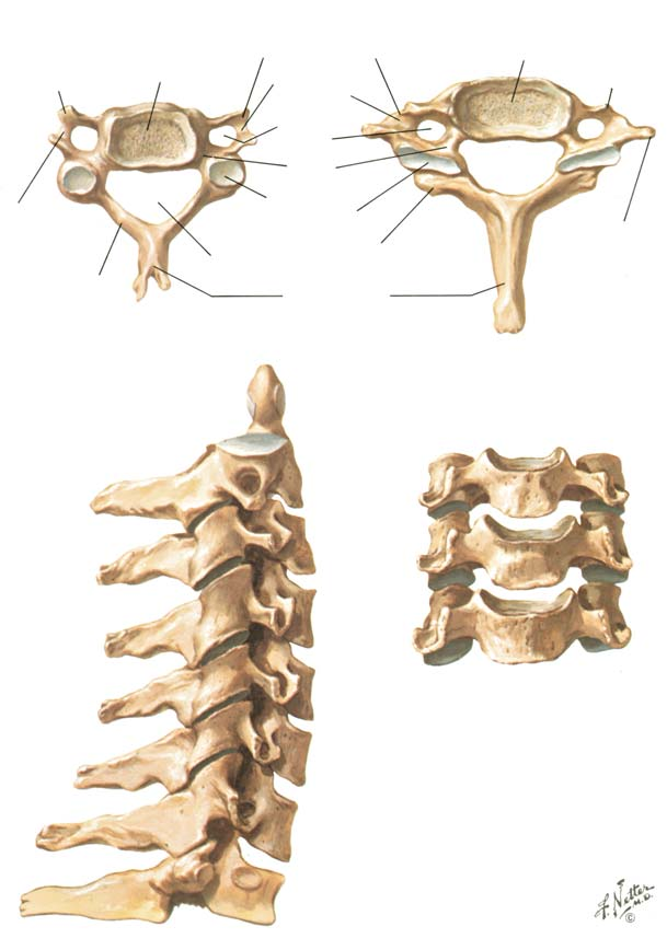 BÖLÜM I LEVHA 11 Servikal Omurlar Servikal Omurlar Ön tüberkül Gövde Yatay Spinal sinire ait oluk Gövde Ön tüberkül Yatay foramen Pedikül Kostotransvers çubuk Lamina Vertebral foramen Üst artiküler