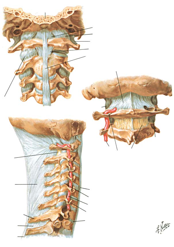 BÖLÜM I LEVHA 12 D fl Kraniyoservikal Ligamanlar Kafatas taban D fl Kraniyoservikal Ligamanlar Ligamanlar ile birlikte kafatas taban ve üst servikal omurlar (önden görünüm) Ön atlantooksipital