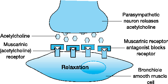 BRONKODILATÖRLER(2) B.