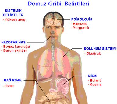 Domuz gribinin belirtileri, insanlarda görülen grip belirtilerine benzerdir. Bunlar: Ateş, Öksürük, Boğaz ağrısı, Yaygın vücut ağrısı, Baş ağrısı, Üşüme ve Yorgunluk gibi belirtileri içermektedir.