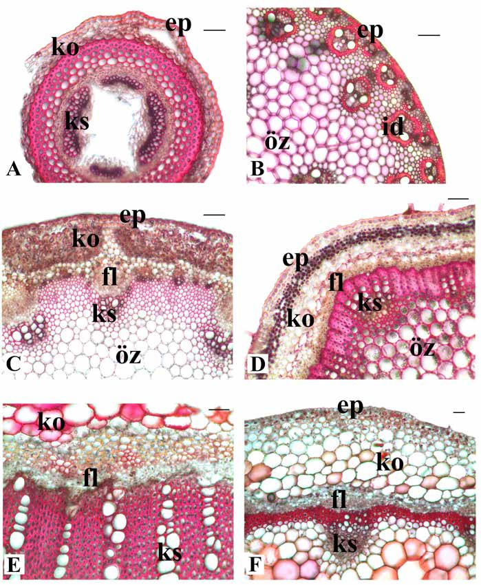 Marmara Pharm J 20: 184-190, 2016 187 Şekil 3. Belirtilen yönteme göre boyanan M. coerulea (A), H. hirta (B), C. pumilum (C), S. hispidula (D), E.