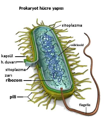 HÜCRELERİN KARŞILAŞTIRILMASI 1) Prokaryot Hücre Hücreler çekirdeklerinin olup olmamasına bakılarak ikiye ayrılır.