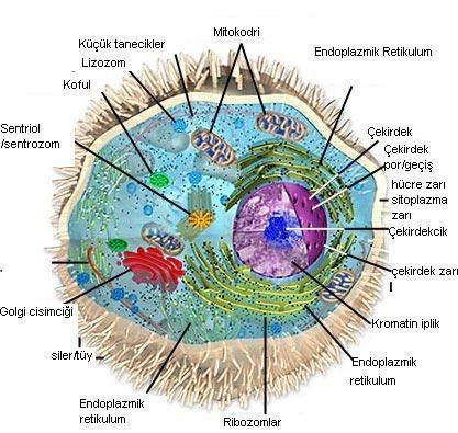 HÜCRELERİN KARŞILAŞTIRILMASI 2) Ökaryot Hücre Hücreler çekirdeklerinin olup olmamasına bakılarak ikiye ayrılır.