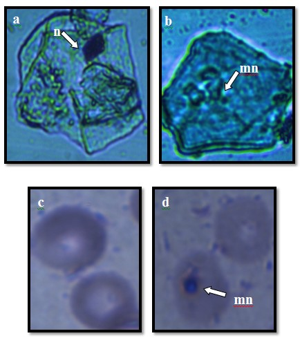 ve sadece β-karoten uygulanan gruplarda yanak mukoza epitel hücrelerinde MN oluşumu gözlenmezken, aynı gruplara ait eritrosit hücrelerinde az sayıda MN oluşumu belirlenmiştir.