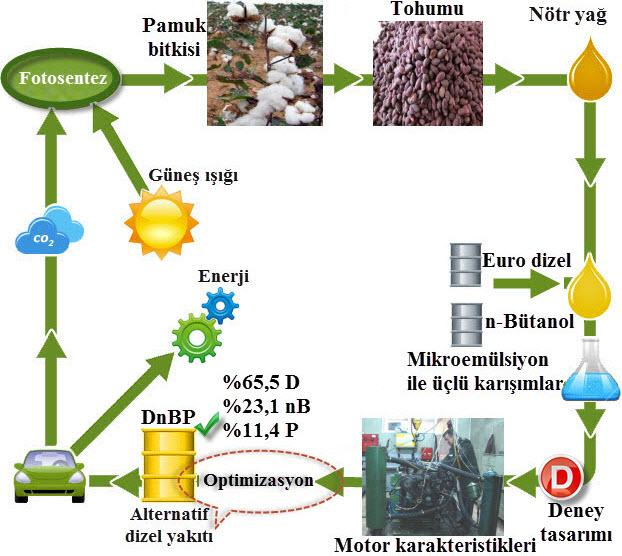 elde edilen yakıt DnBP olarak isimlendirilmiştir. Şekil 6.3 te DnBP yakıtının tasarlanma süreci ve biyoyakıt çevrimi görülmektedir.