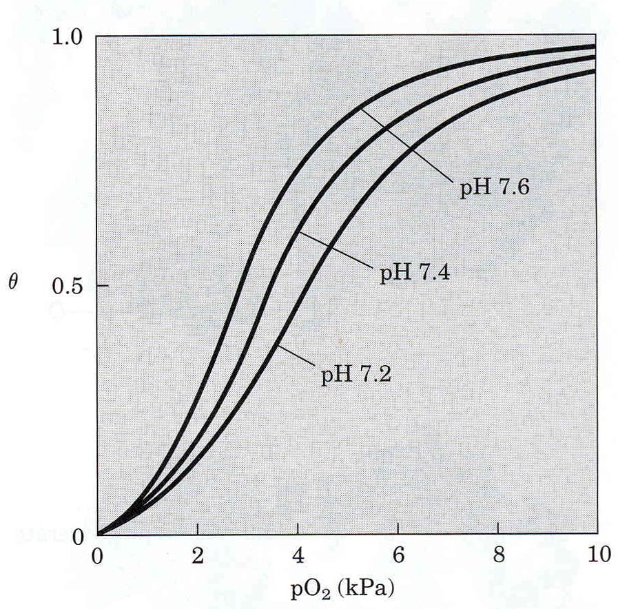 Deoksihemoglobin+ + 4O 2 oksihemoglobin Hemoglobinin oksijen disoiasyon eğrisi sigmoidal özelliktedir.