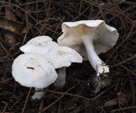 Muskarinik Semptomlar Inocybe ve Clitocybe genera cinsi mantarlar yaygın olarak muskarinik zehirlenmelere yol açarlar A.