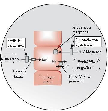 Eplerenon Spesifik aldosteron antagonisti Ventriküler disfonksiyonu olan hastalar 50 mg qd Spironolakton Hipertansiyon ve hipokaleminin tedavisinde etkili 12.